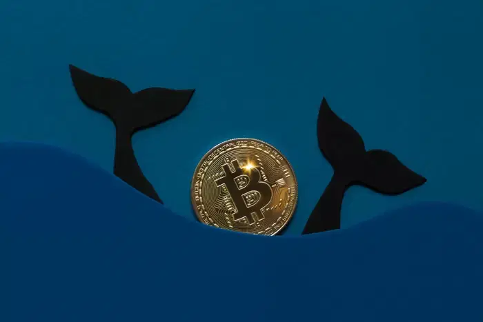 Bitcoin Whales, Why Aren't They Selling? Shocking 'Consumption Without Selling'