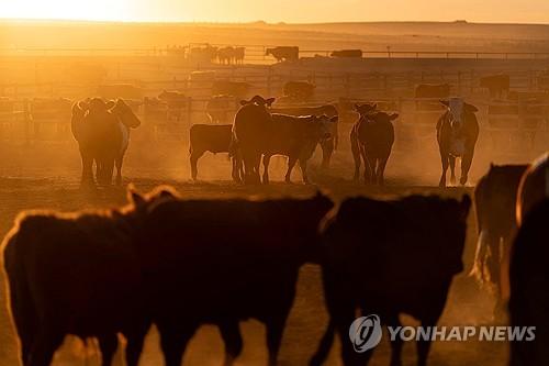 "트럼프, 수입 소고기 관세 완화…급등한 물가 대응"