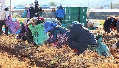 인삼 수출 상반기 33% 감소…aT, 비관세장벽 대응·신시장 개척